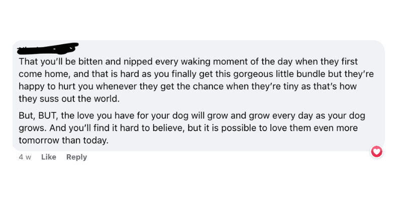 Screenshot of a facebook comment that reads "that you'll be bitten and nipped every waking moment of the day when they first come home, and that is hard as you finally get this gorgeous little bundle but they're happy to hurt you whenever they get the chance when they're tiny as it's how they suss out the world. But, but, the love you have for your dog will grow and grow every day as your dog grows. And you'll find it hard to believe, but it is possible to love them even more tomorrow than today.